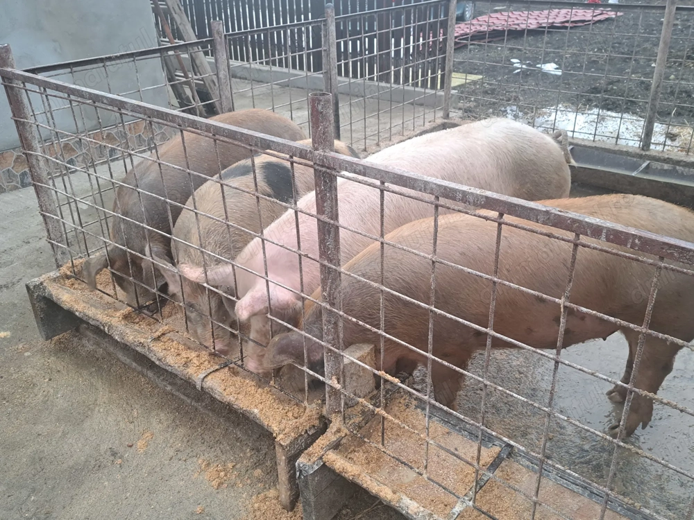 Disponibil porci greutate între 90-150kg