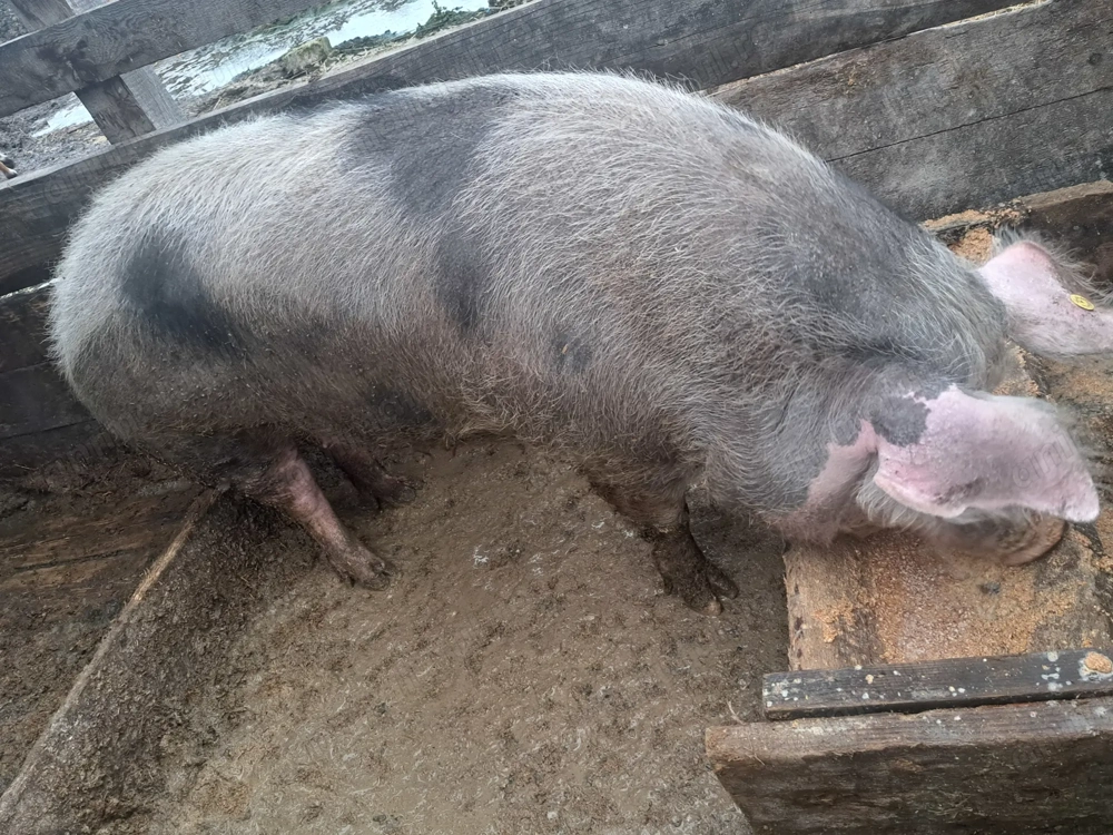 Disponibil porc de 300+kg