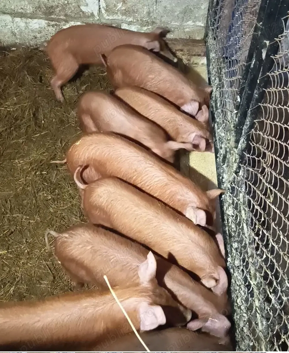 Vand porci rasa Duroc