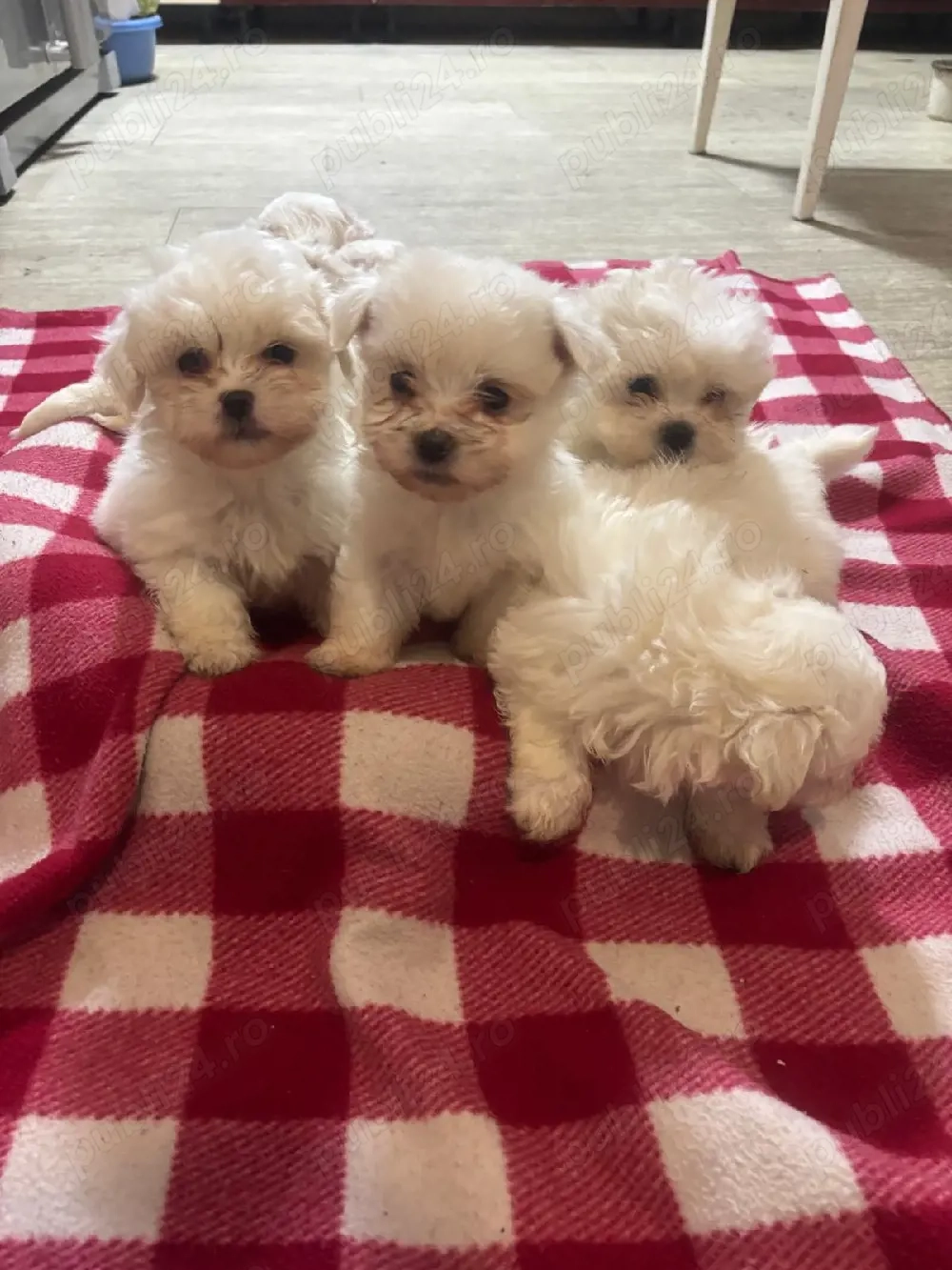 catei bichon mini Toy