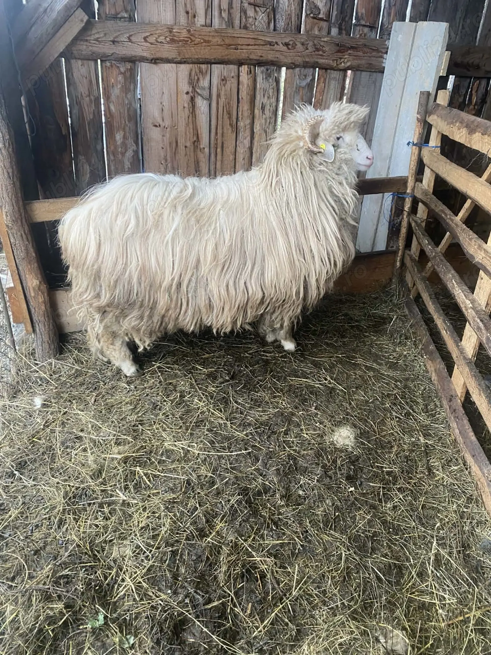 Vând berbecuț , detalii la nr de telefon 
