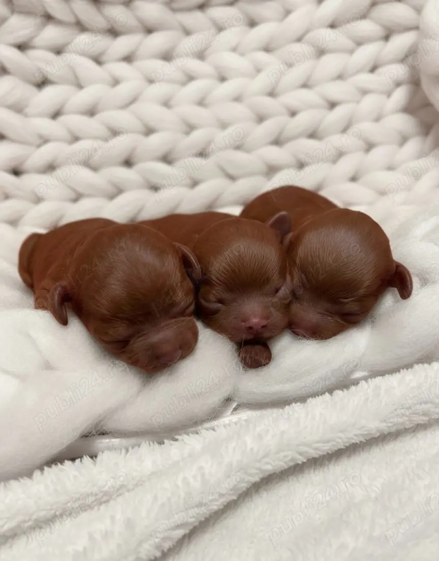 Pudel Toy Mini | Red Intens | Pedigree FCI | Dimensiuni Reale