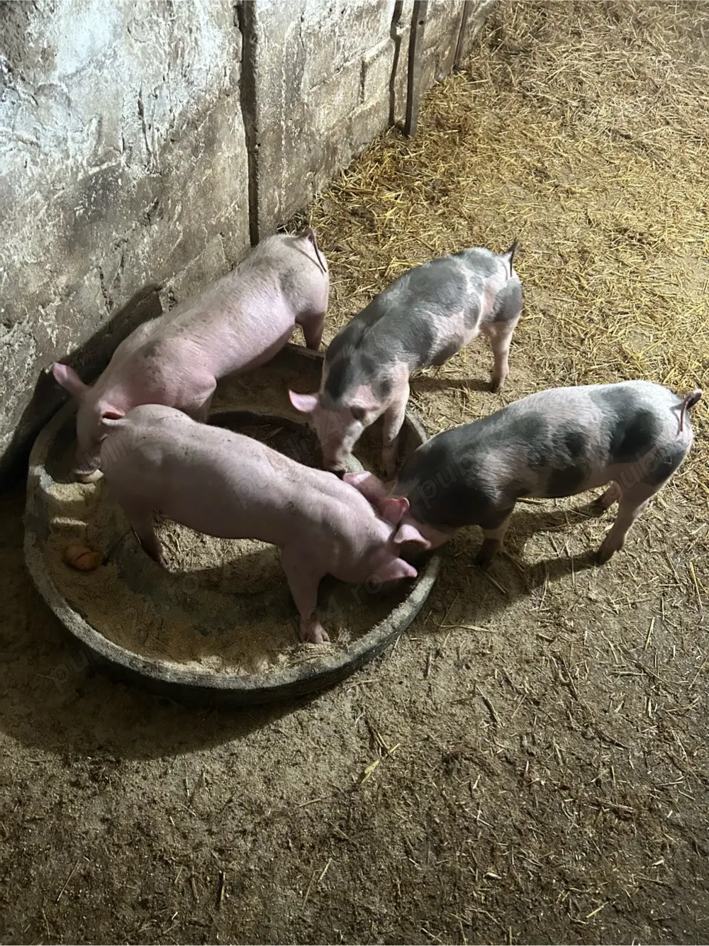 Purceluse 8 saptamani