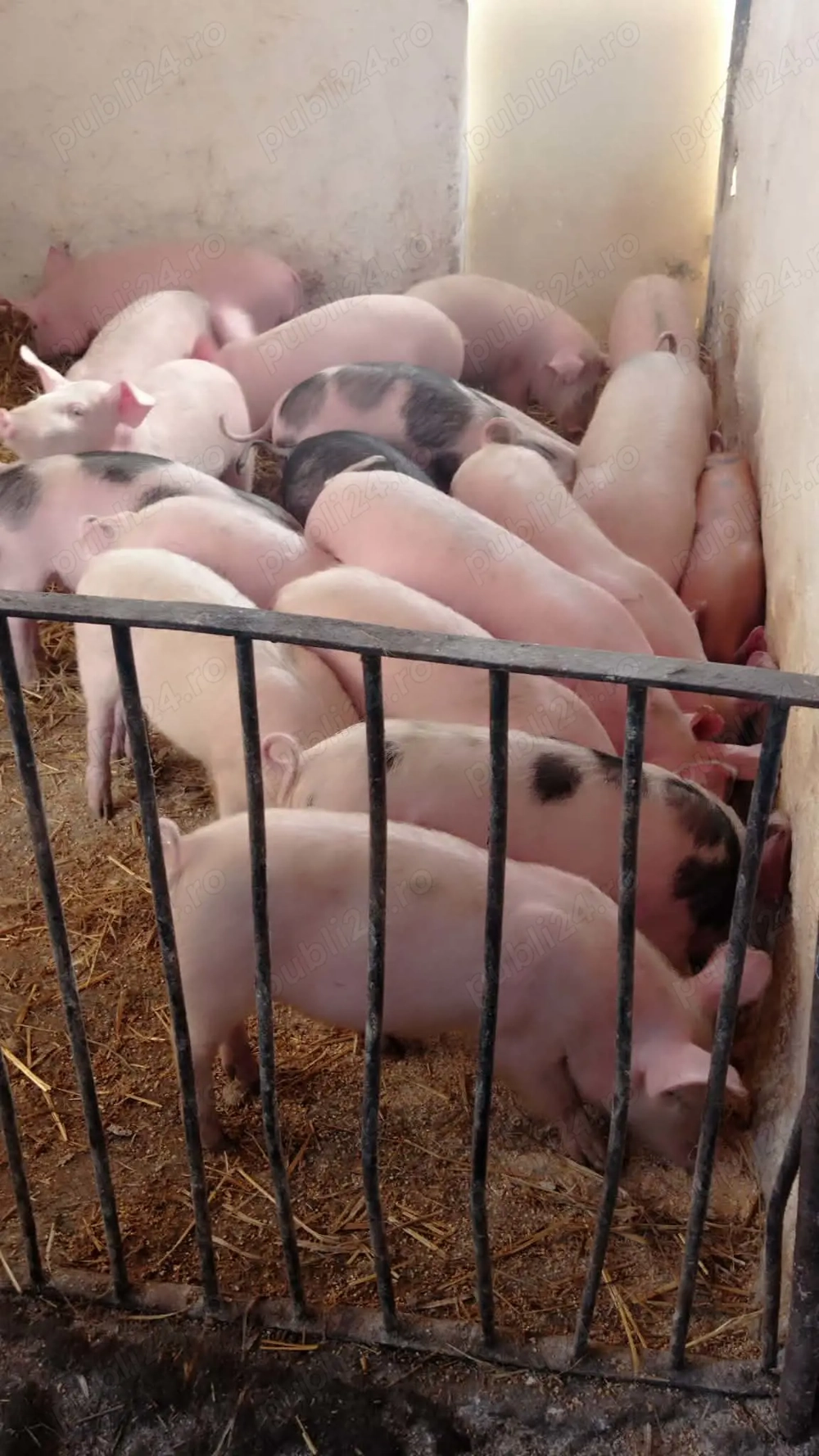 Purcei rasa de carne 