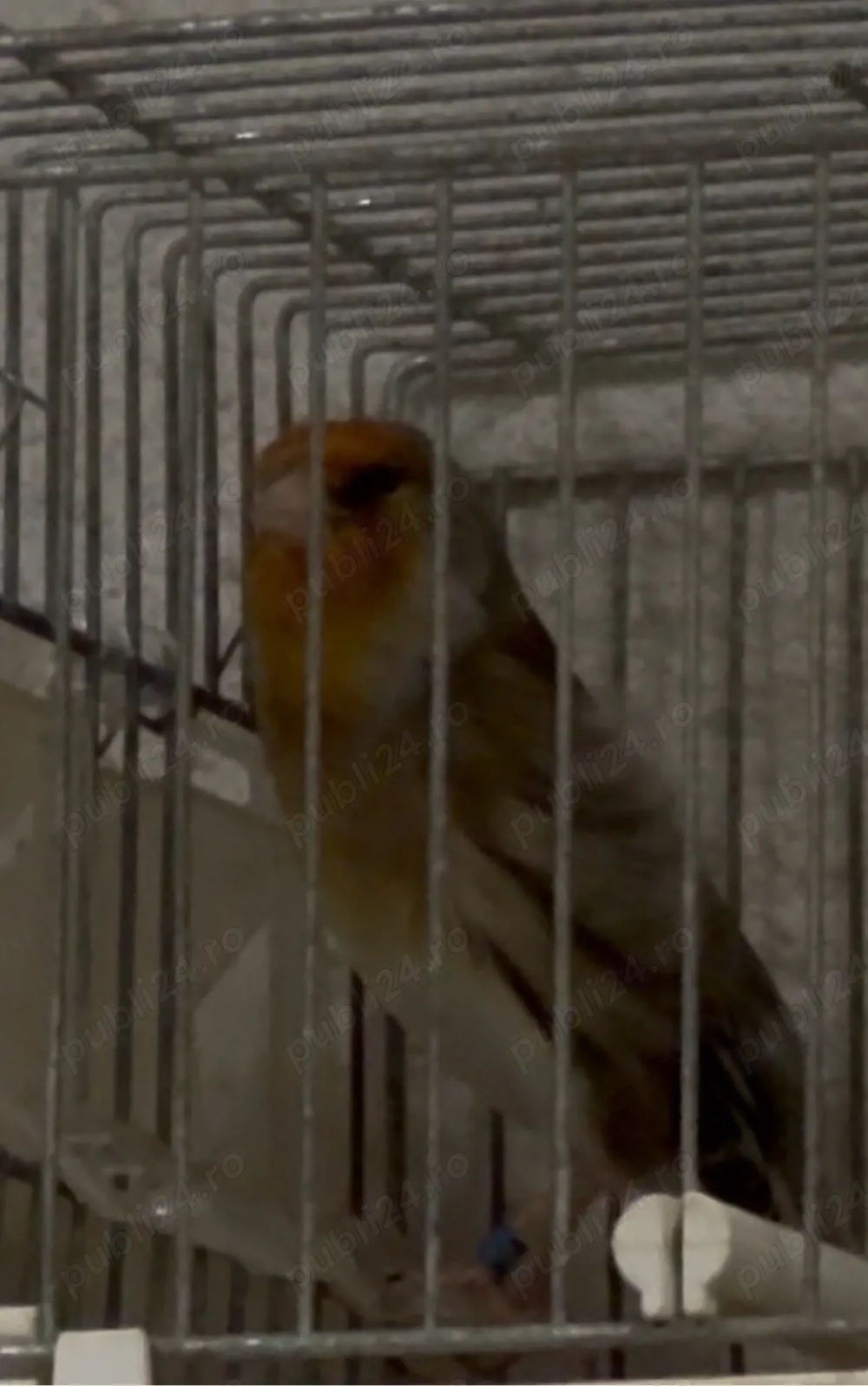 Hibrid de sticlete x canar