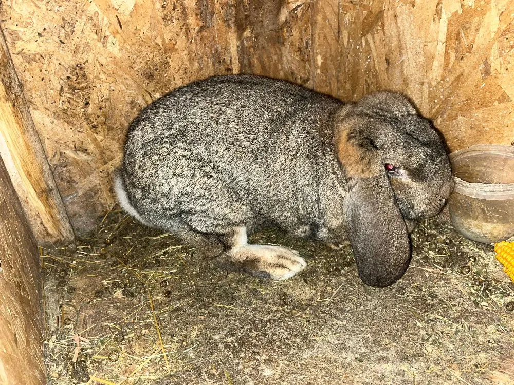 femelă berbec german