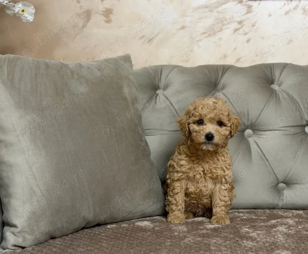 Poodle GOLD - disponibil! 