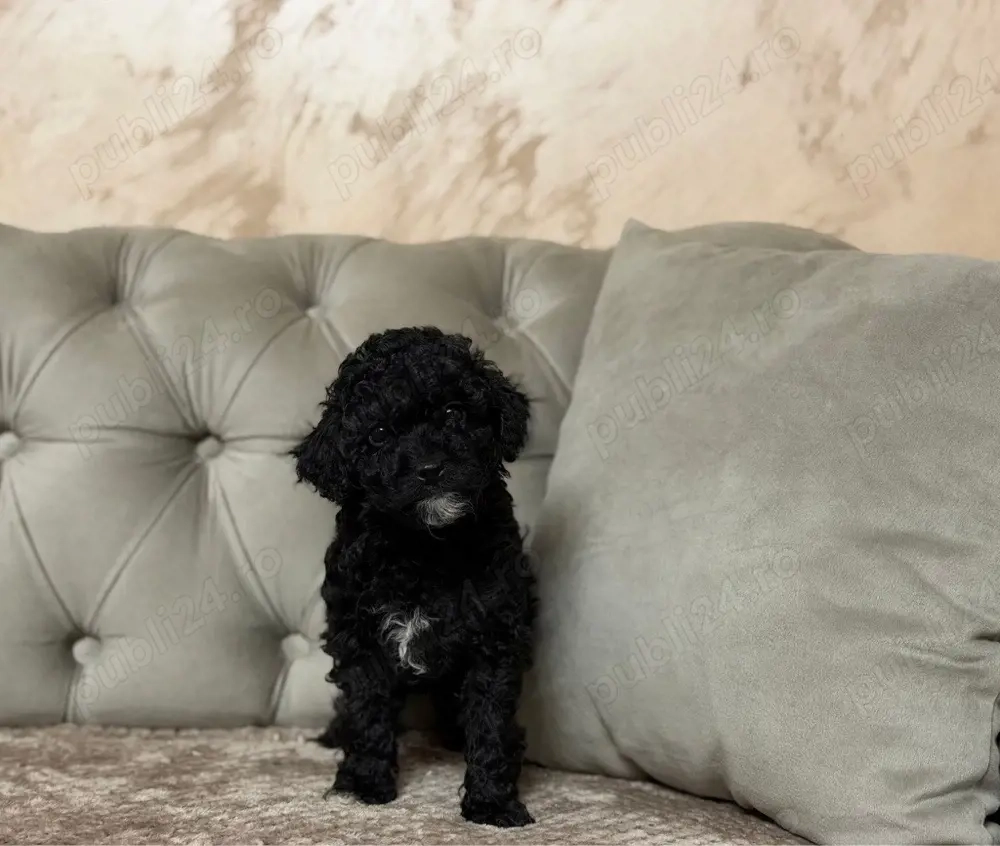 Poodle BLACK - disponibil! 