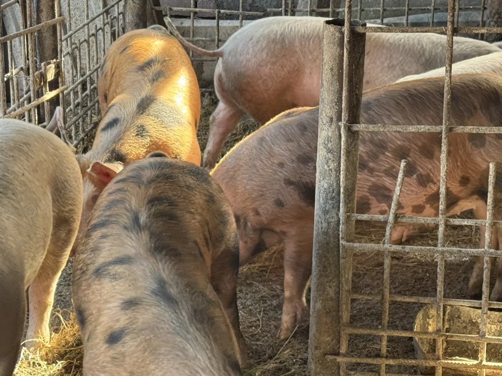 Vând 6 soldani, în Blaj