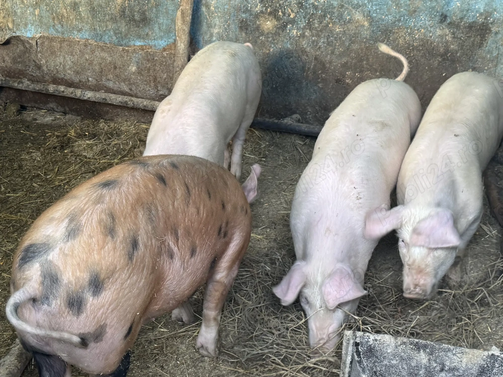 Vând 6 soldani în Blaj, Alba