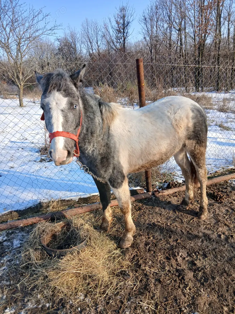 Manz pinto pt echitatie