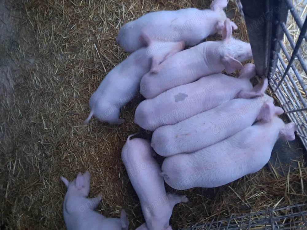 De vinzare purcei landrace.