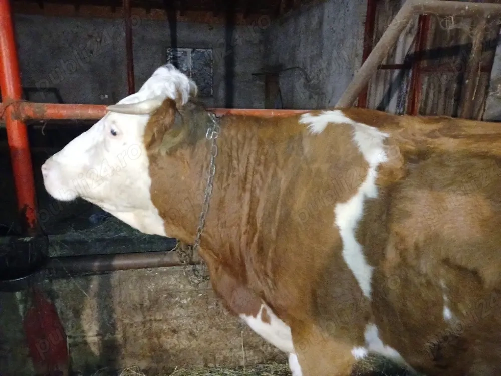 Vand 2 de vacii si cu vitei