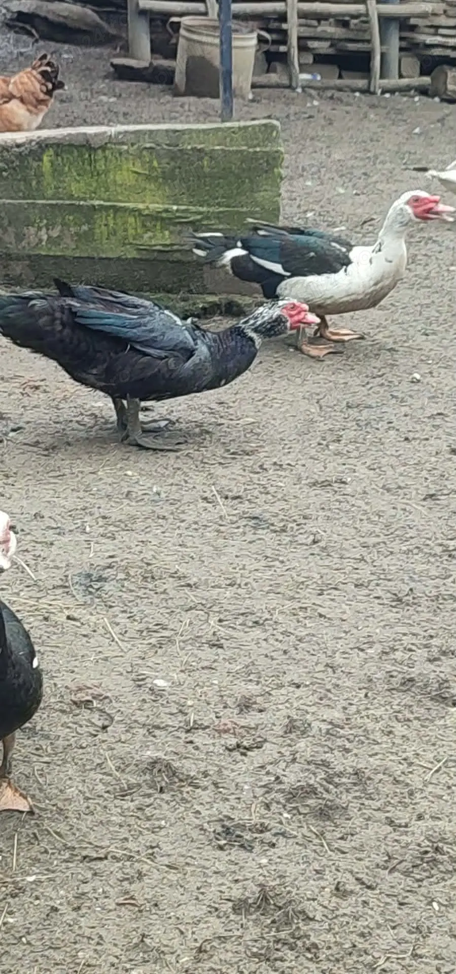 Vând rățoi leșesc.