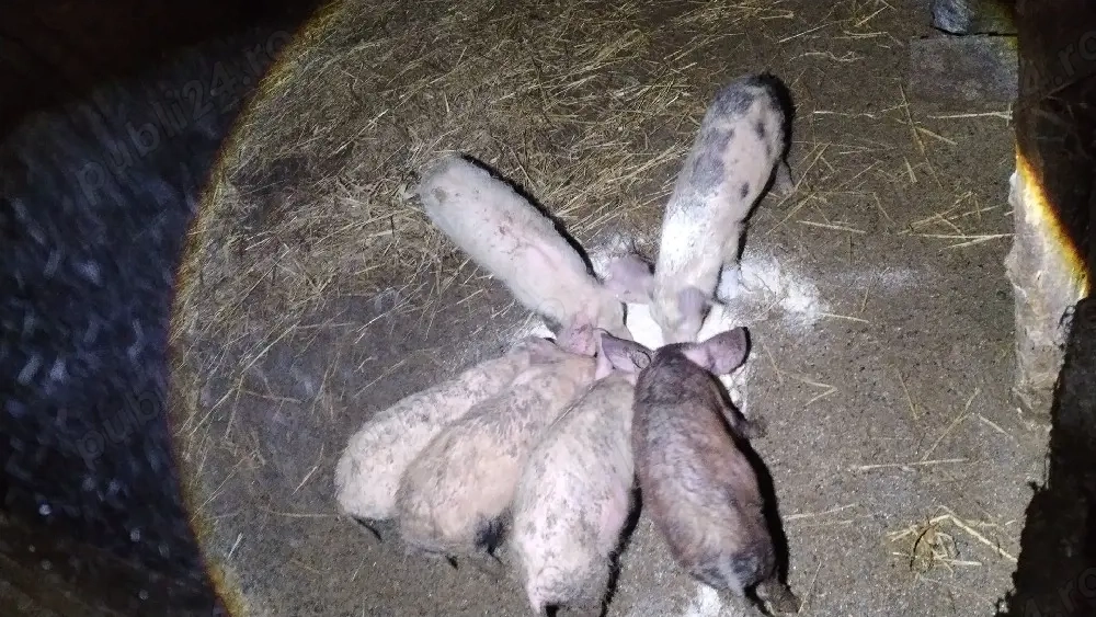 Purcei 10 săptămâni 