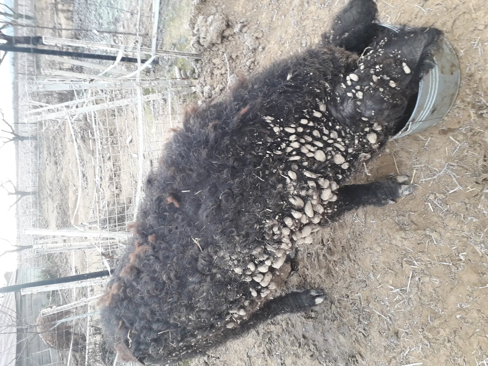 vier mangalita pt monta