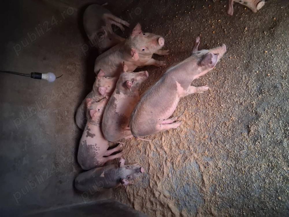 Vând purcei de 3 luni