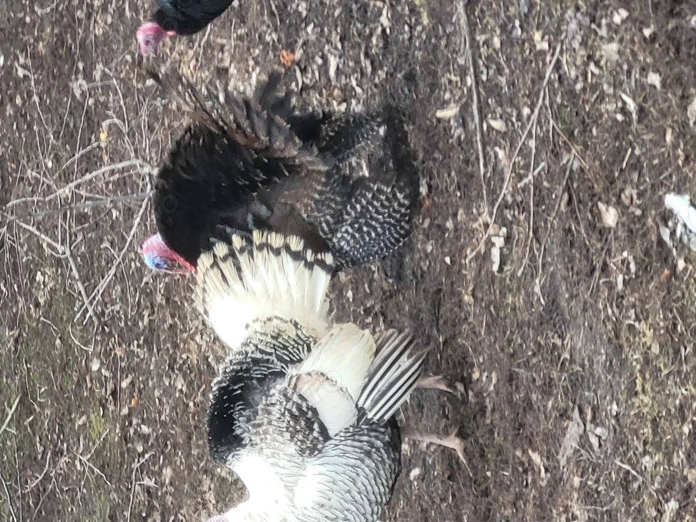 De vânzare găini  și  curci