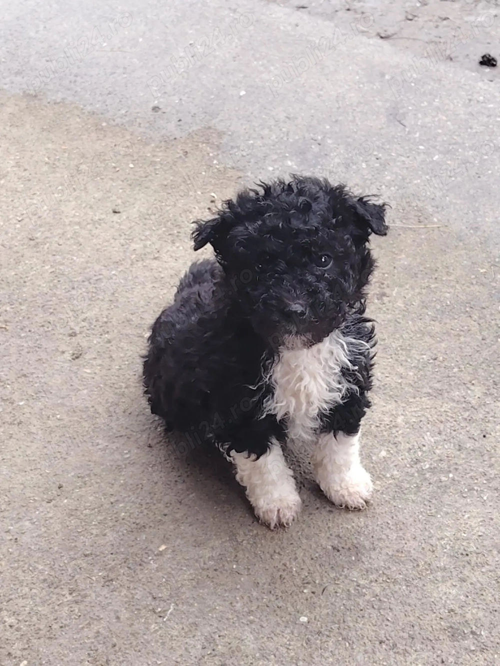 Vând căței de întors