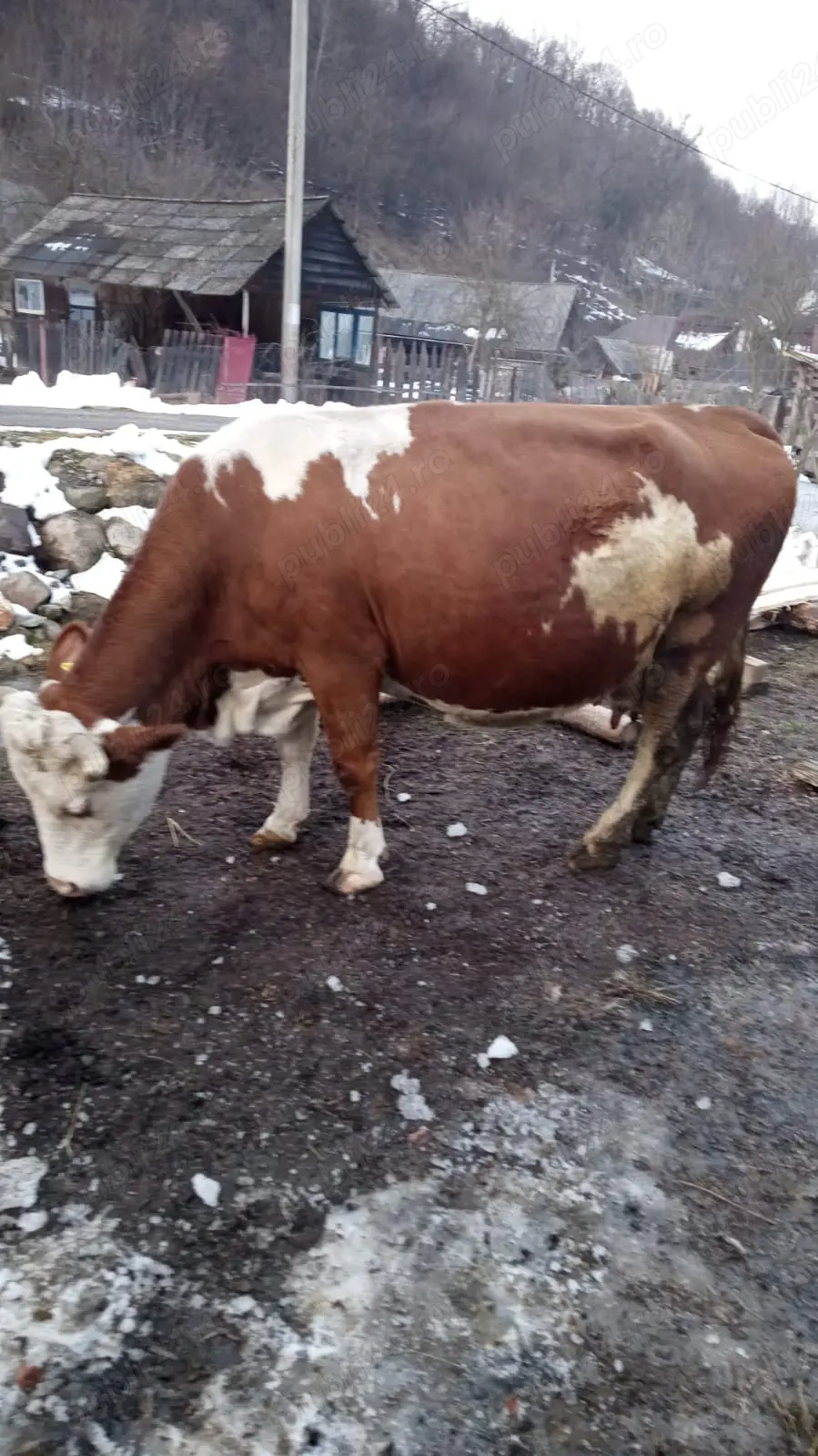 vand vacă bălțată românească 