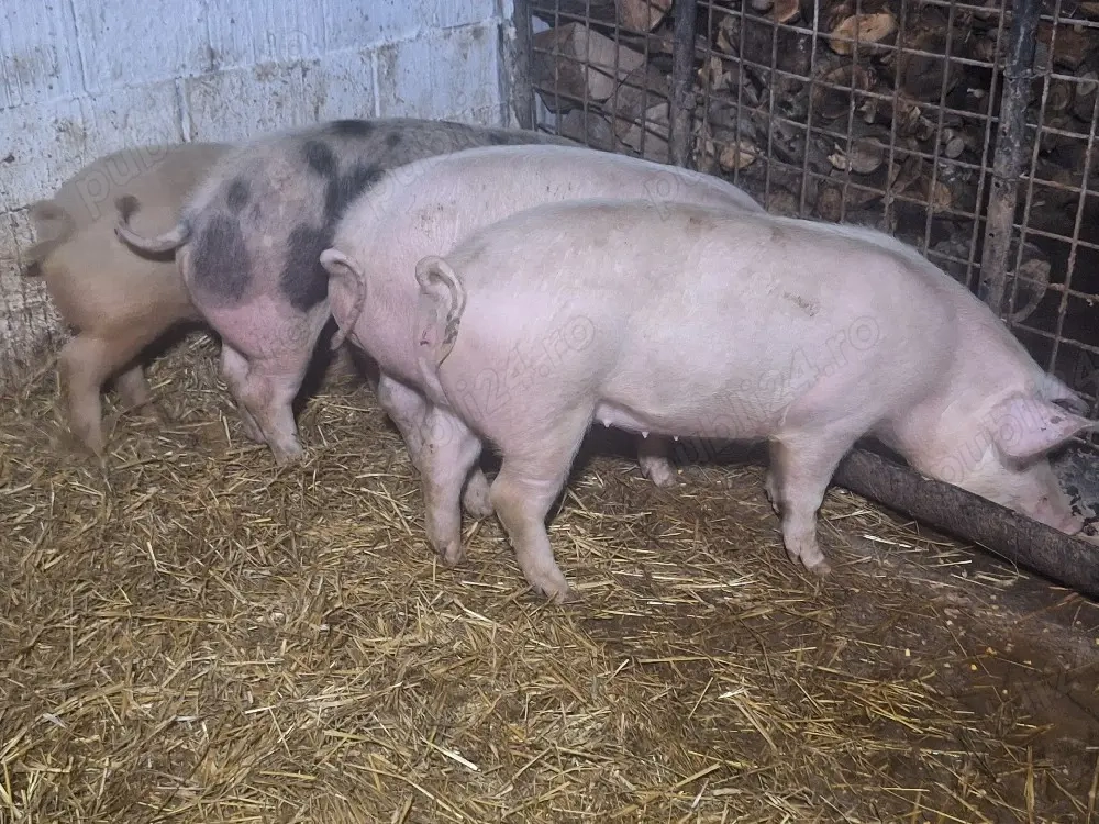 de vanzare porcei de calitate rasa de carne 