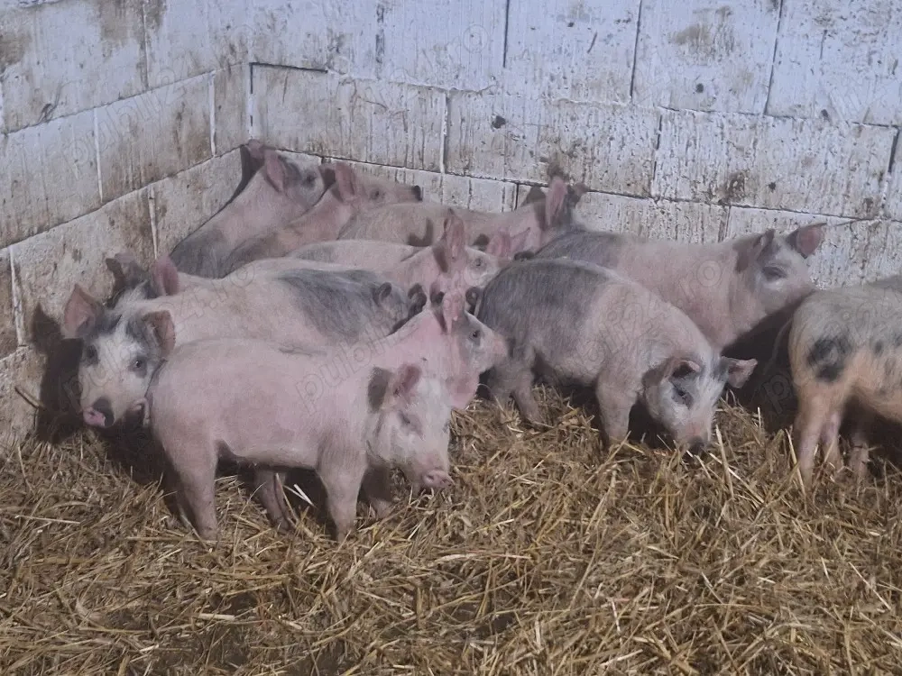 disponibil 30 soldei rasa marle alb