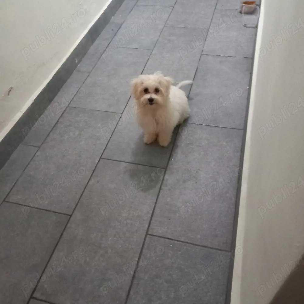 De vânzare bison maltez 1fetită 