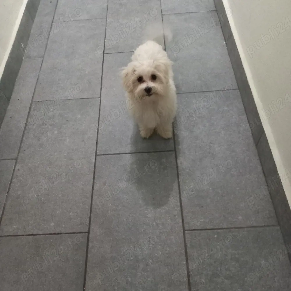 De vânzare bison maltez 1fetită 