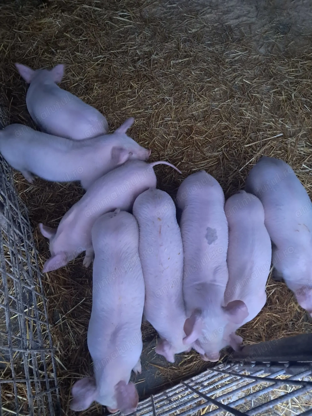 Purcei landrace de vinzare