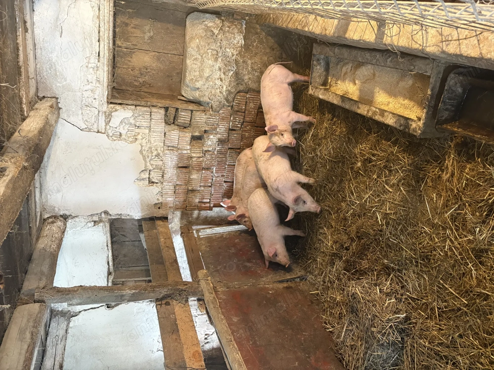 Vând purcei de 10 săptămâni 