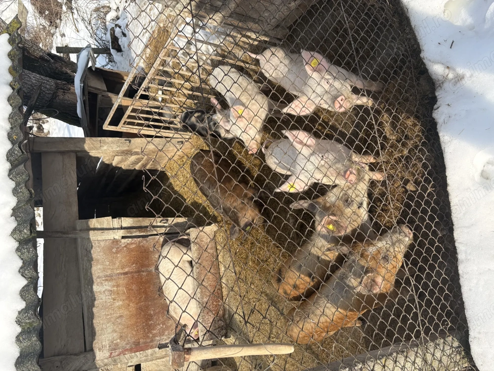 Purcei între 35-45 kg