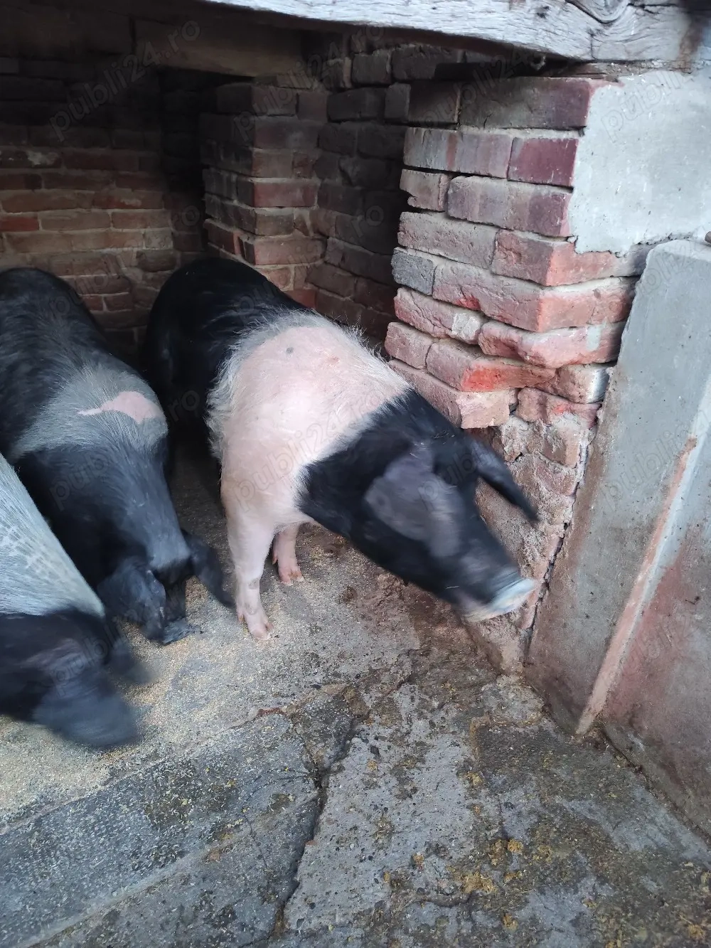 Vieri și scrofițe Bazna și Duroc 