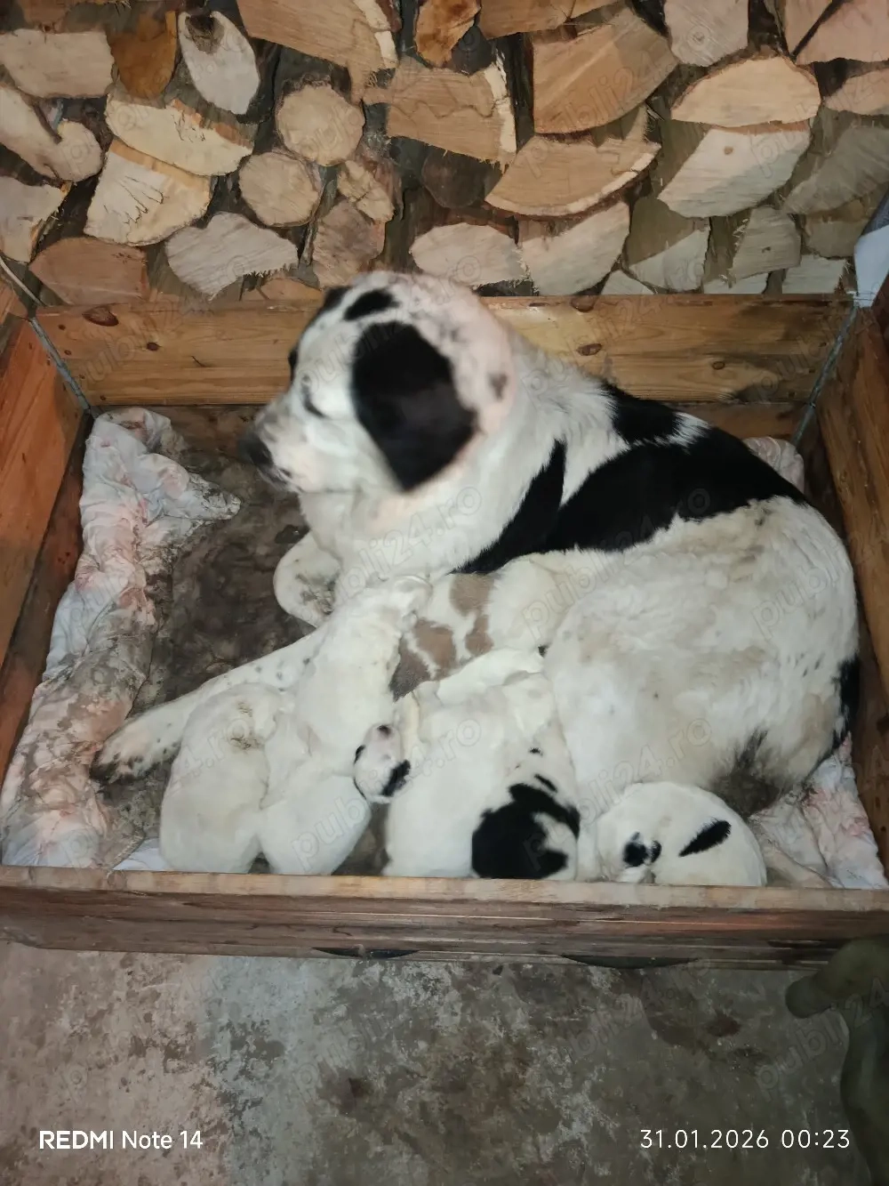 căței Ciobanesc Bucovina 