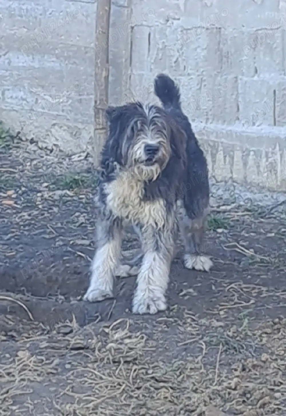 Vând cățel ciobănesc Romanesc mioritic 