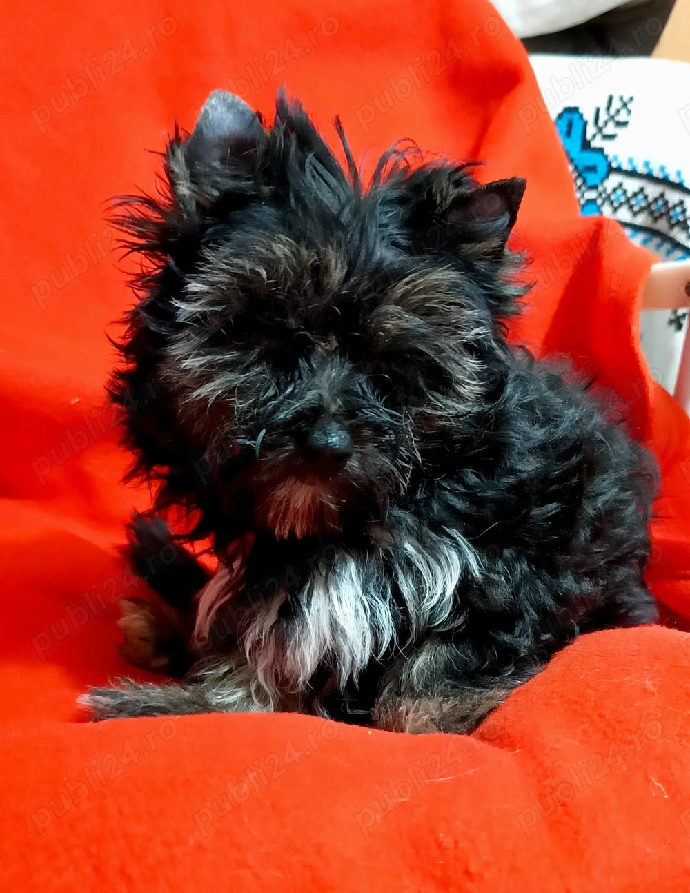 Yorkshire terrier standard  5 luni 