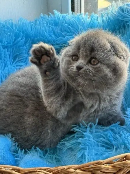 Scottish Fold puiuti 
