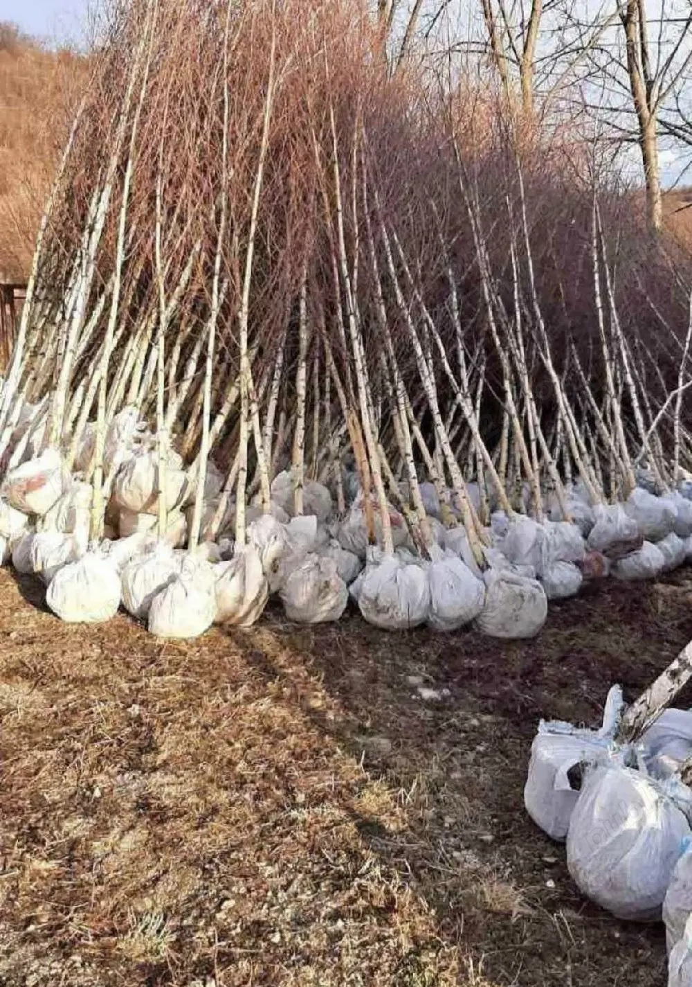 puieții mesteacăn alb  tei fag 