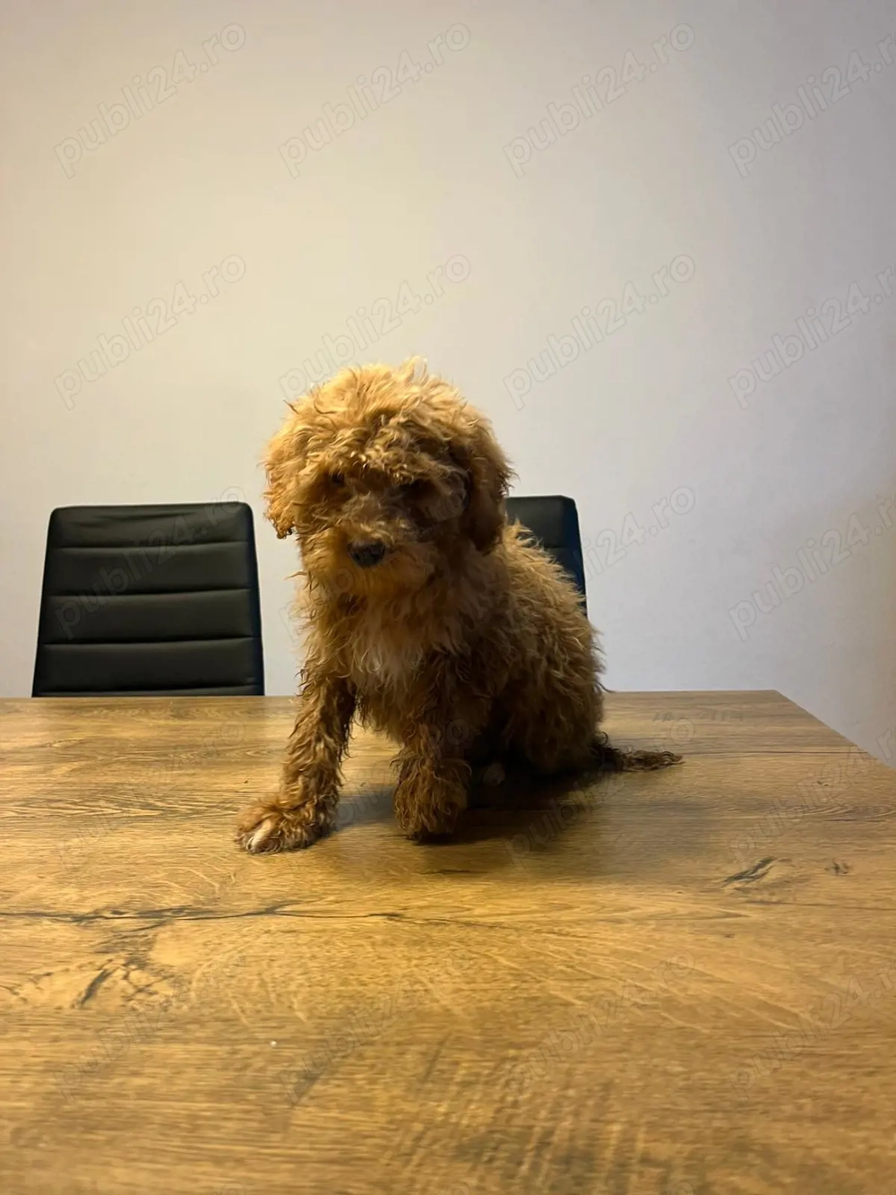 Pudel toy fetițe baieti