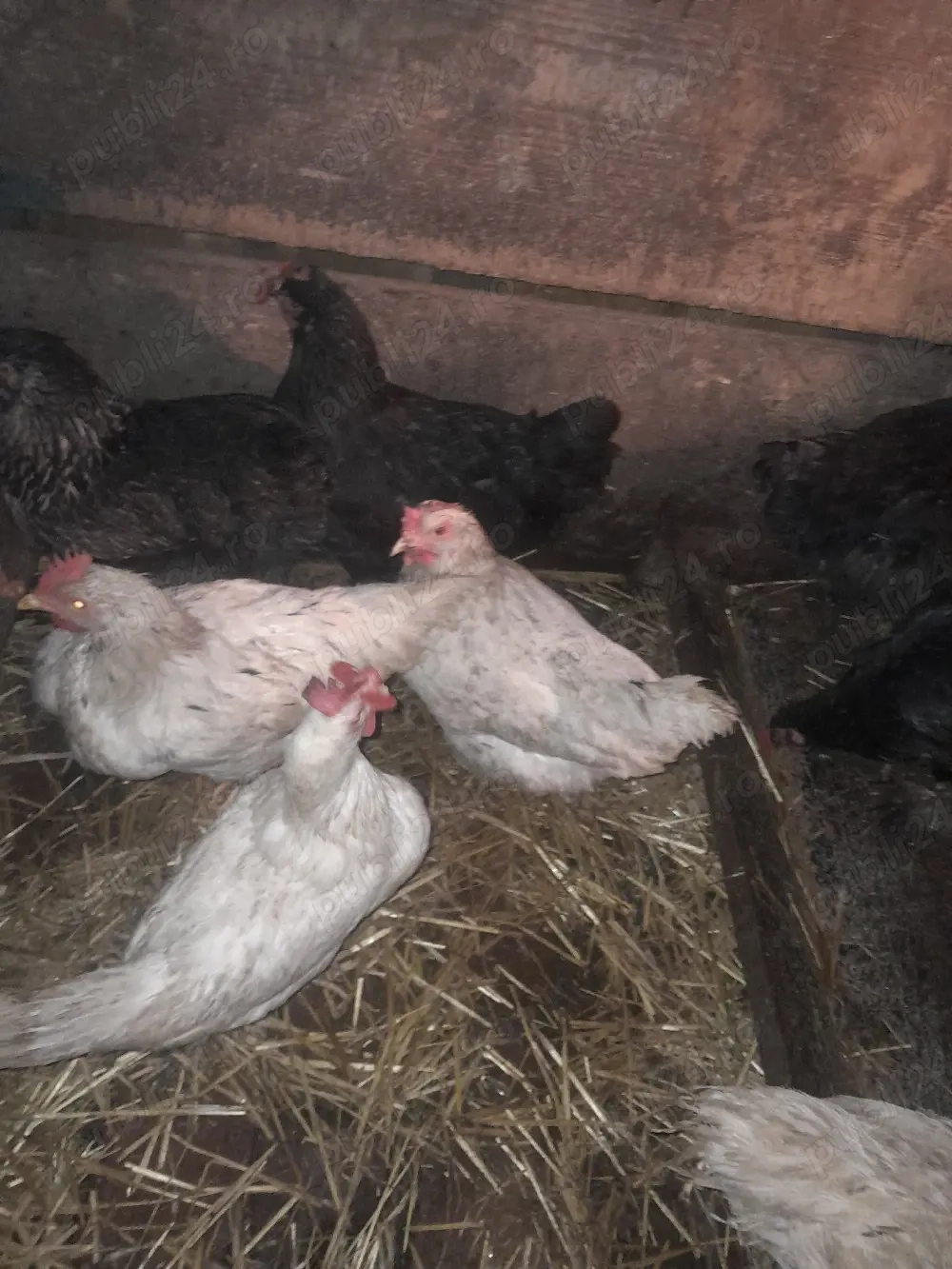 găini record fără colesterol 