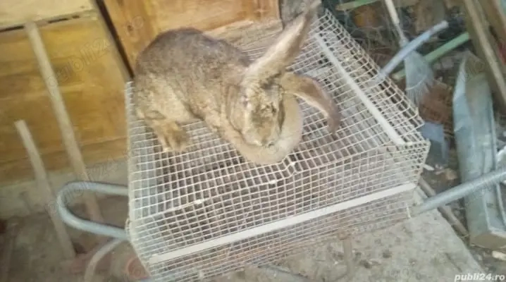 vând urgent8 iepuri