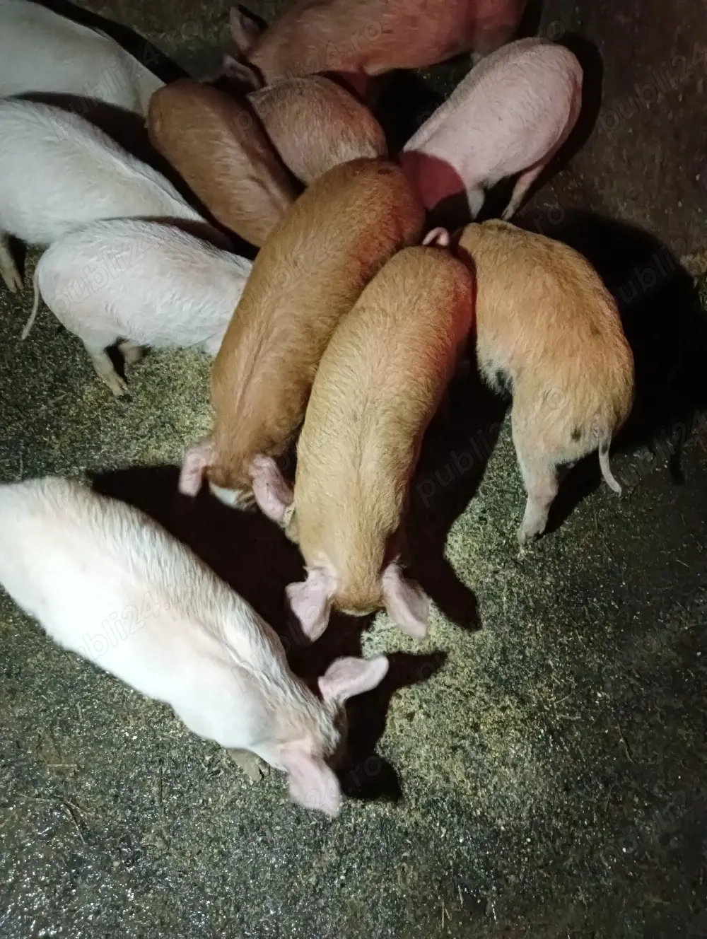 10 SĂPTĂMÂNI 350 lei bucata tel  .