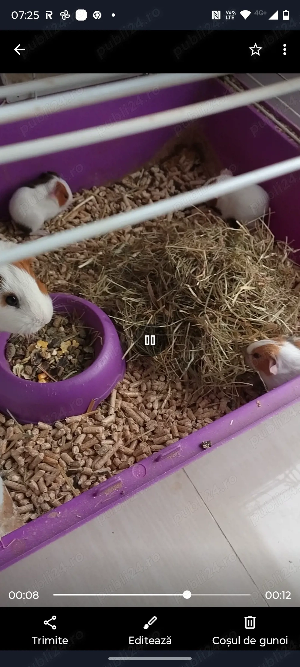 Donez purcelus de guineea