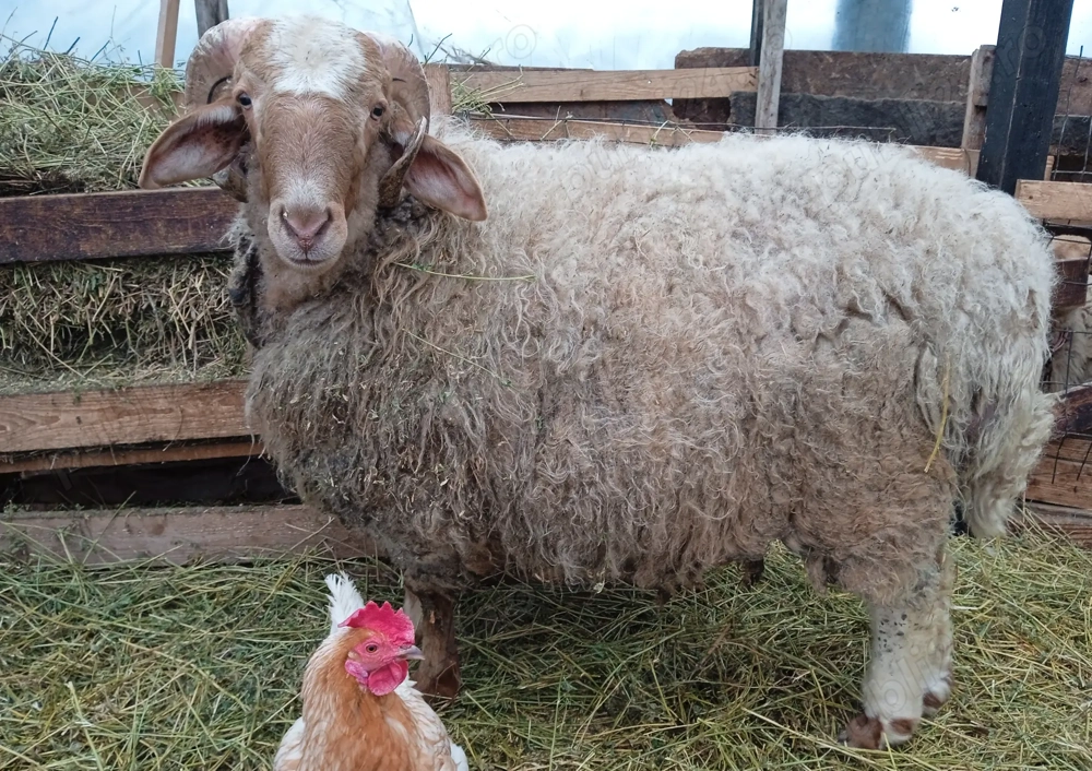 Berbec awassi (avas)