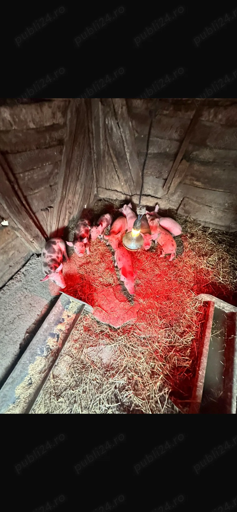 Vând purcei de 6 săptămâni 