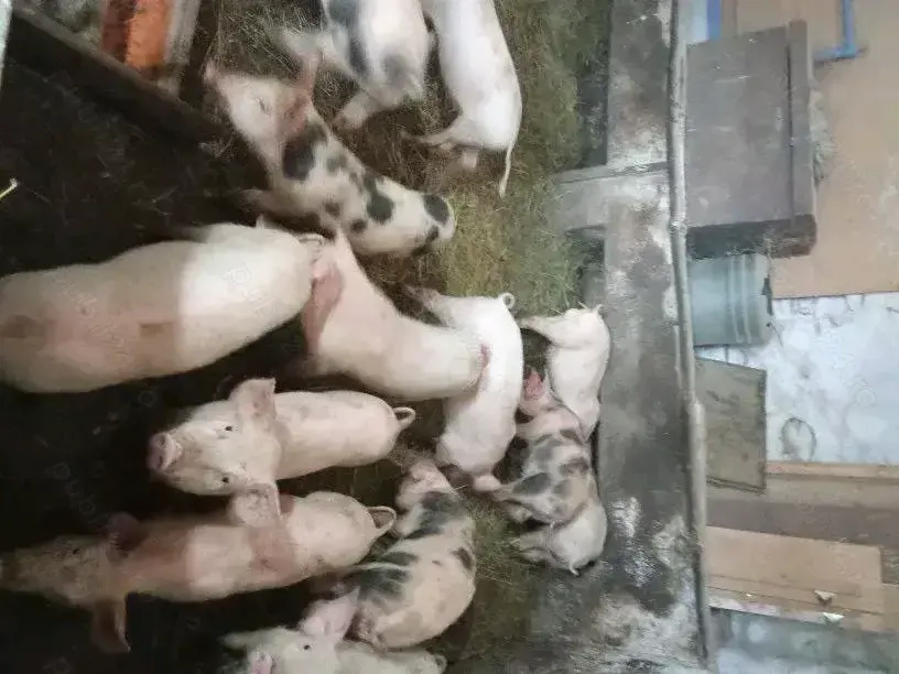 Vând purcei în jur la 40 kg de carne detalii la Nr de tel  