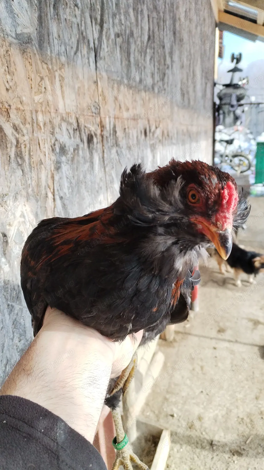 Cocosii Araucana cu favoriții și fără