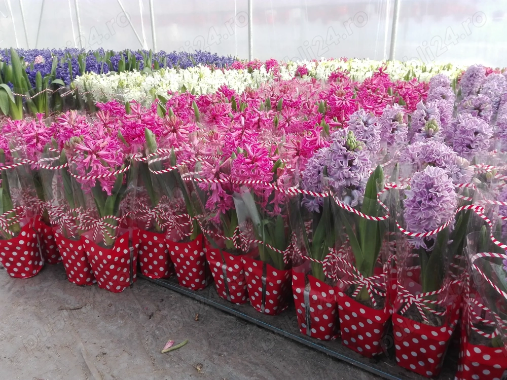 Vând zambile la ghiveci pt 1si 8martie,la engros 