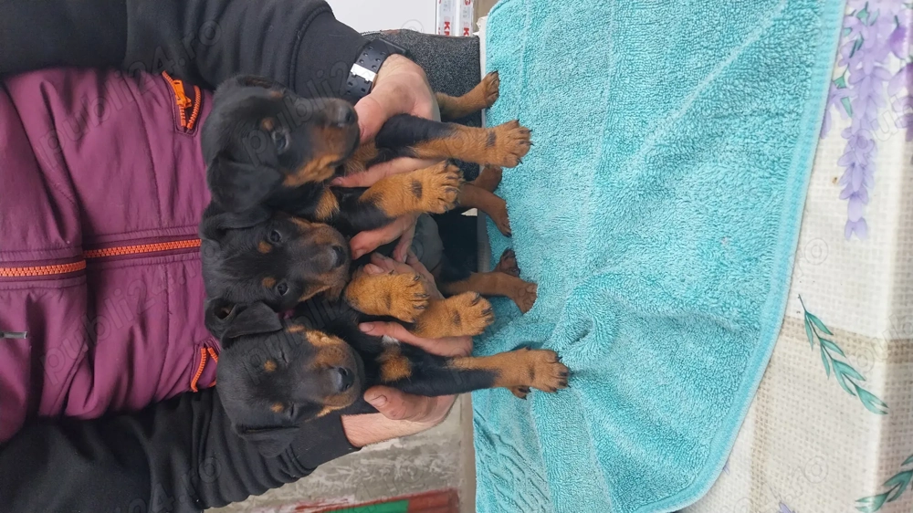 Pui jagdterrier superbi