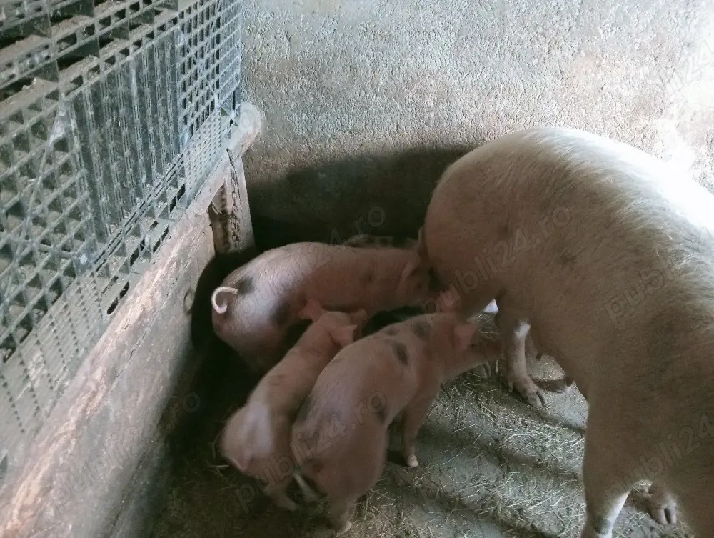 vând purceii pietrain de 8 săptămâni 