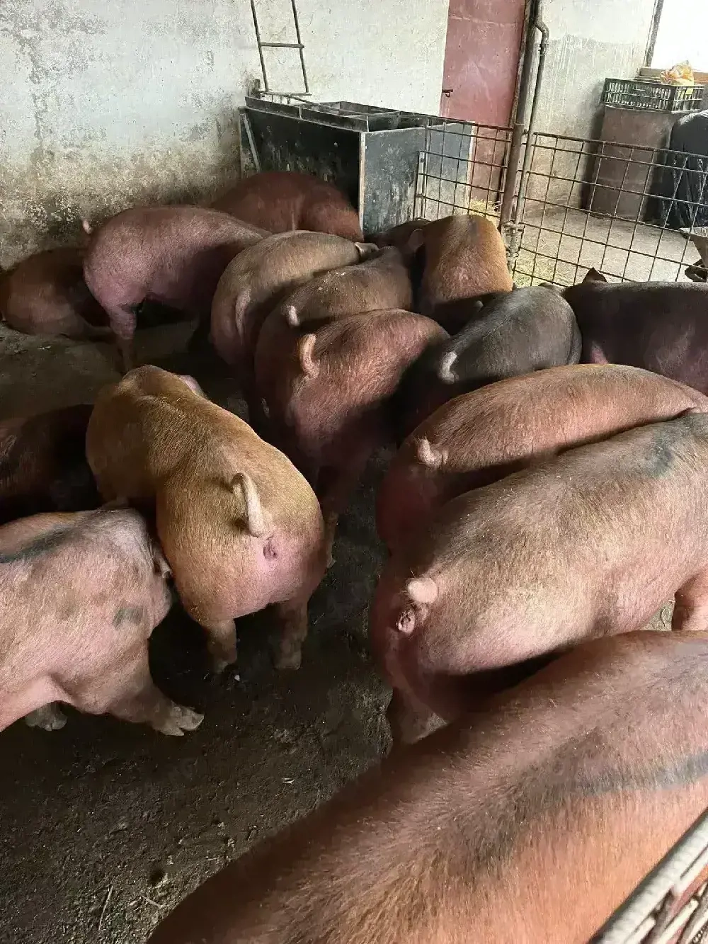 Porci Duroc.